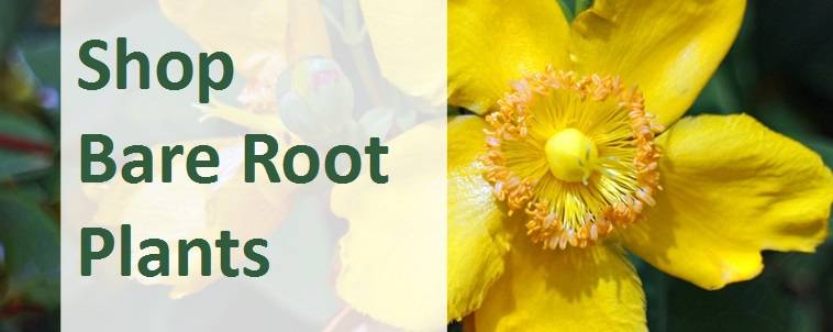 Shop bare root plants